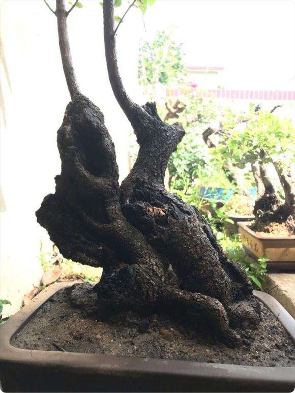 晒晒我的流苏下山桩