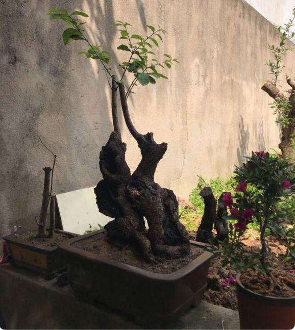 晒晒我的流苏下山桩