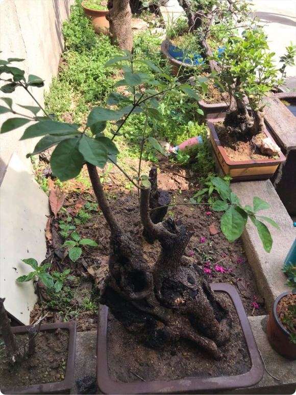 晒晒我的流苏下山桩