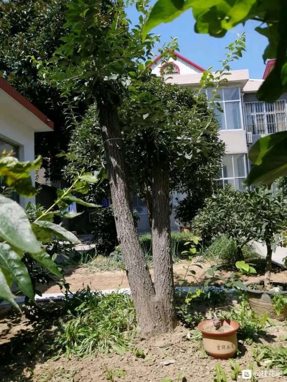 双杆流苏下山桩 12年 3000元买的 图片