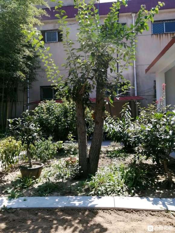 双杆流苏下山桩 12年 3000元买的 图片