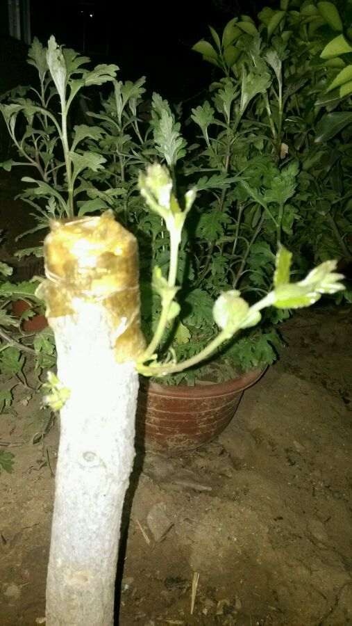 流苏下山桩生桩发芽了