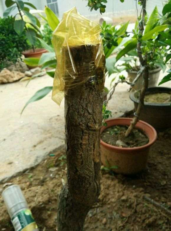流苏下山桩生桩发芽了