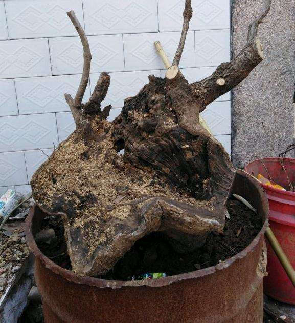 流苏下山流如何养须根 用河沙养 可以吗