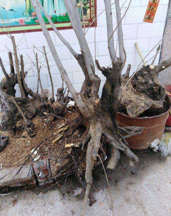 流苏下山流如何养须根 用河沙养 可以吗