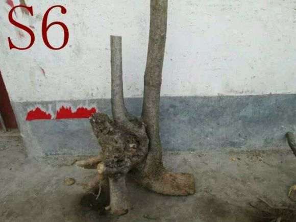 流苏下山桩 太多好桩了 求老师给个建议