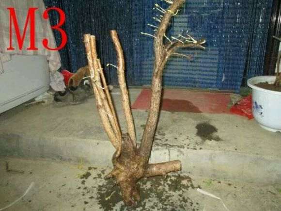 流苏下山桩 太多好桩了 求老师给个建议