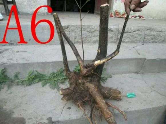 流苏下山桩 太多好桩了 求老师给个建议