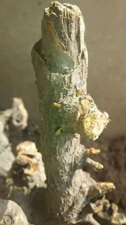 流苏下山桩用河沙和椰土混合埋 可以吗