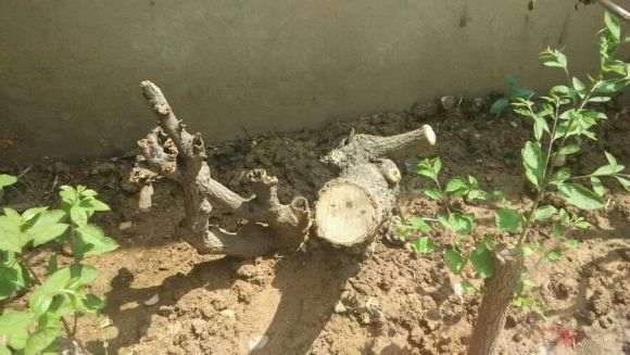 流苏下山桩用纯园土 可以吗 求大佬