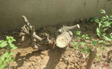 流苏下山桩用纯园土 可以吗 求大佬