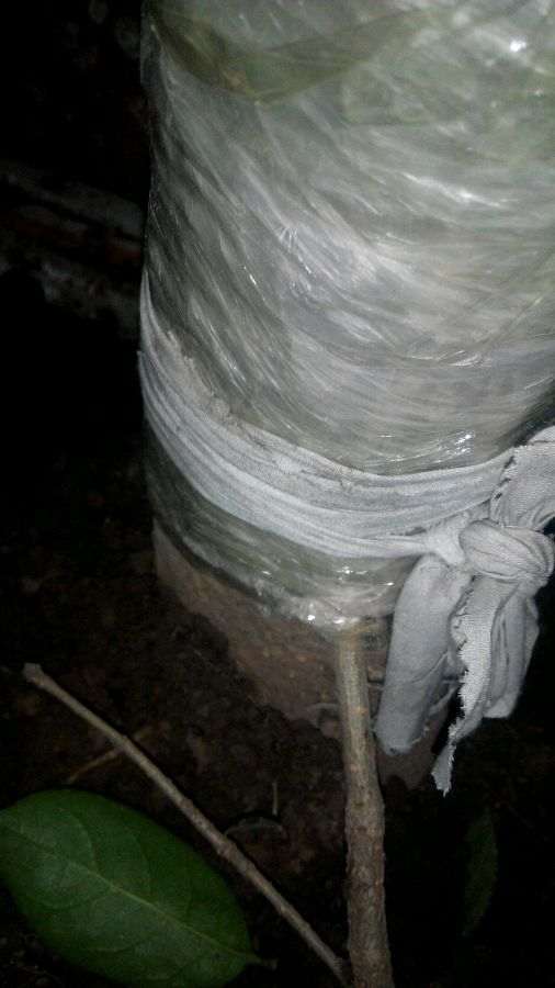 流苏下山桩怎么接根的方法