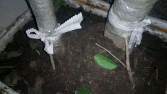 流苏下山桩怎么接根的方法