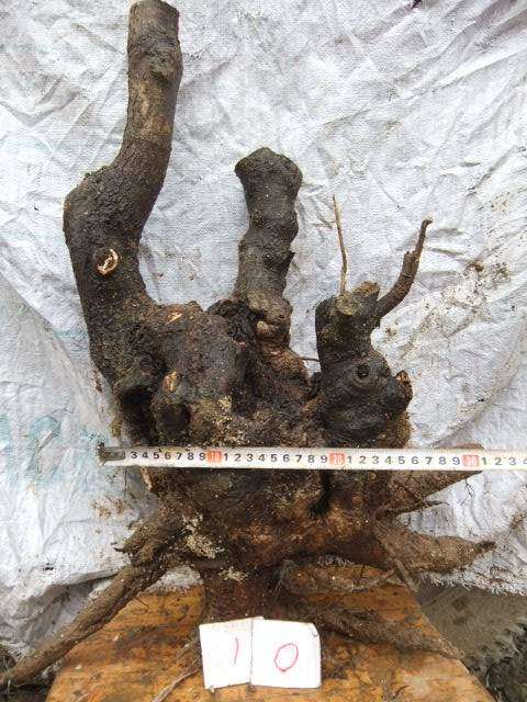 流苏下山桩几月接根最好