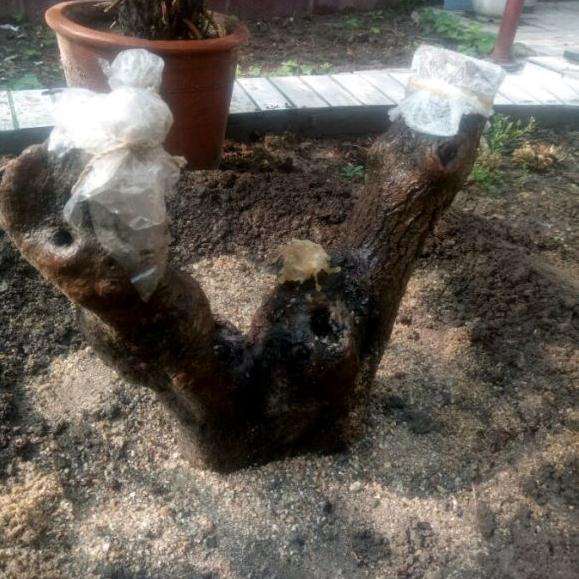 流苏下山桩用沙子后 多久能发芽成活