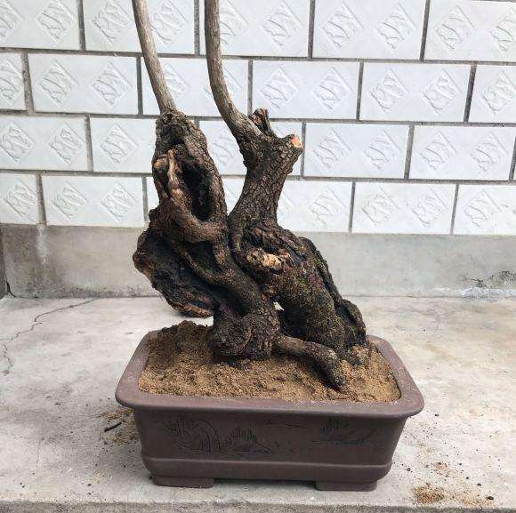 流苏下山桩 今天仔细看了冒芽了
