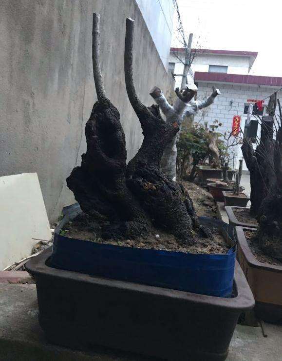 流苏下山桩 今天仔细看了冒芽了