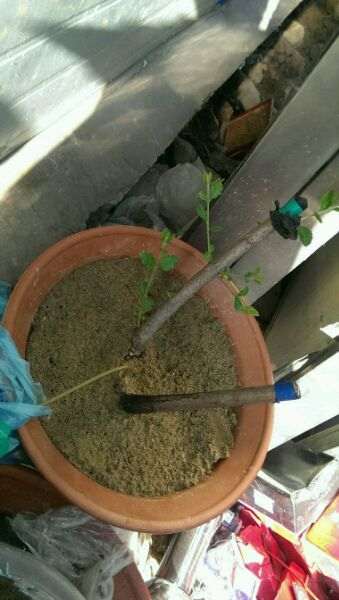 流苏下山桩一个杆发芽 一个没动静