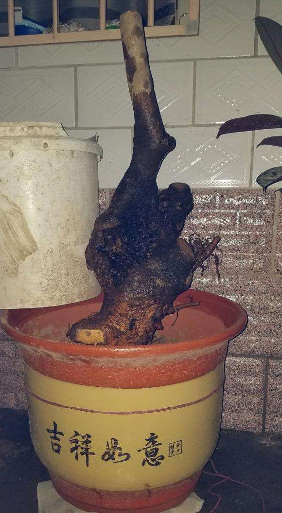 流苏下山桩怎么高锰酸钾浸泡的方法