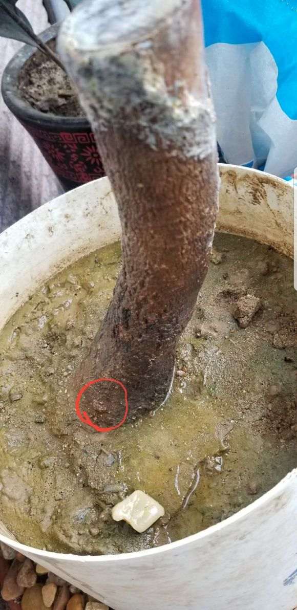 流苏下山桩怎么高锰酸钾浸泡的方法