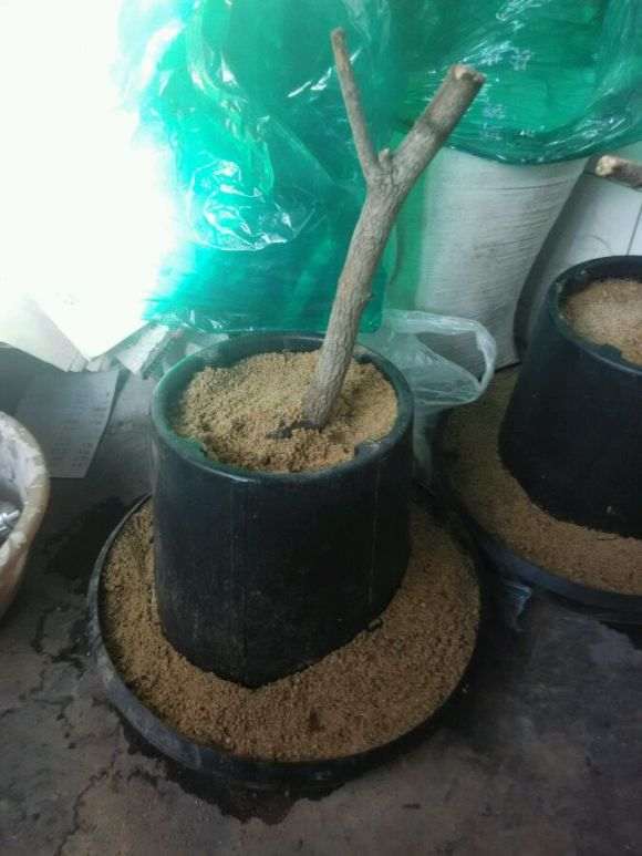 用喂鸡的食槽栽了两棵小流苏下山桩