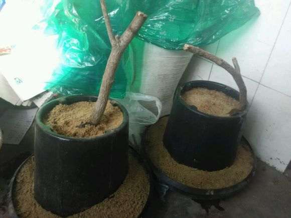 用喂鸡的食槽栽了两棵小流苏下山桩