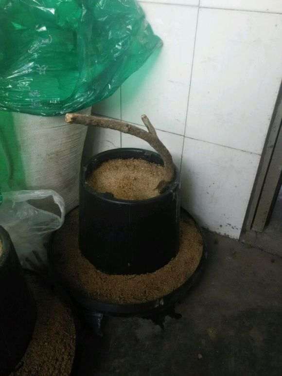 流苏下山桩怎么扦插的经验谈