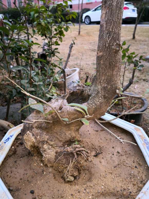 流苏下山桩上盆了