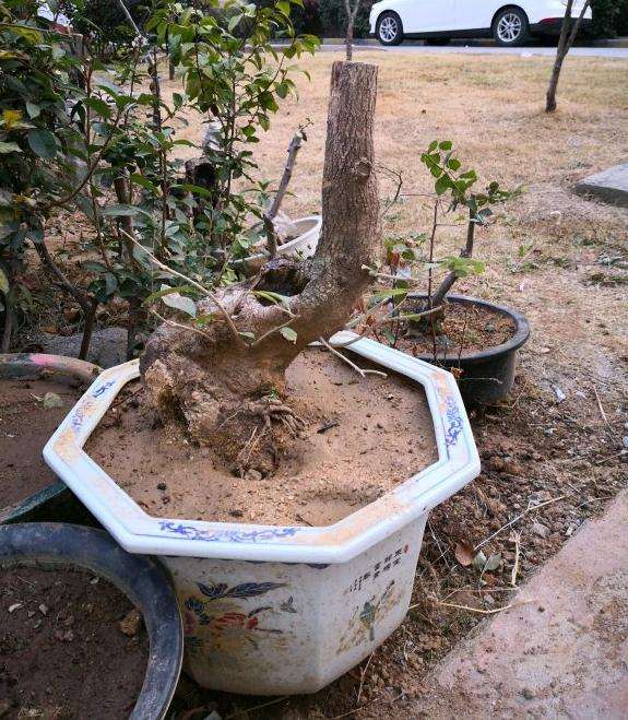 流苏下山桩上盆了