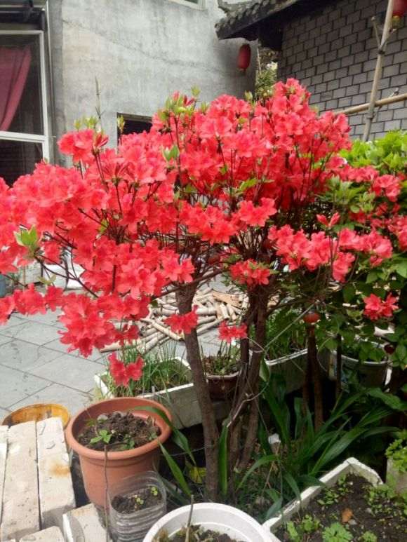 说流苏下山桩嫁接桂花比女贞树要好