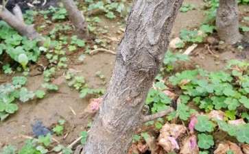 用生根粉浸泡流苏下山桩多久合适