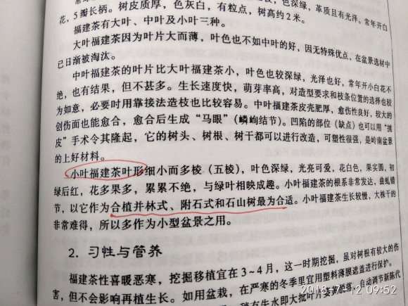 为什么很多人购买福建茶盆景被骗