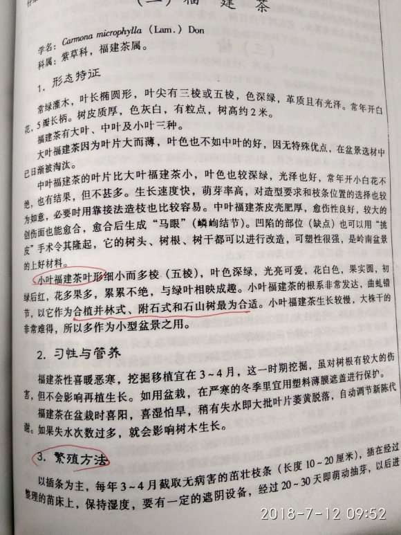 为什么很多人购买福建茶盆景被骗