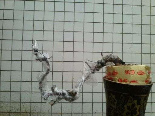 2个福建茶下山桩最后定桩照