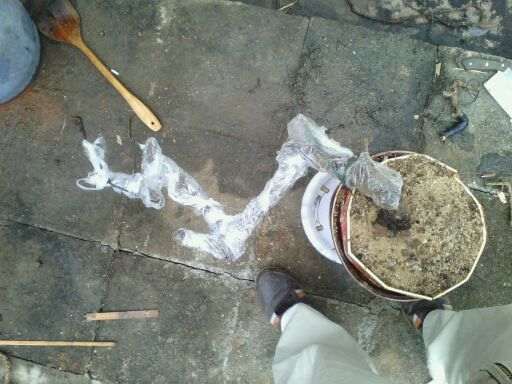 2个福建茶下山桩最后定桩照