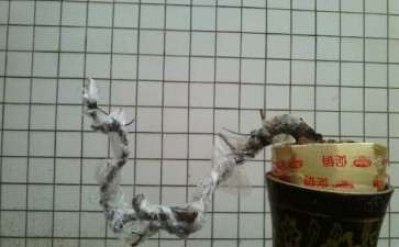 2个福建茶下山桩最后定桩照 图片