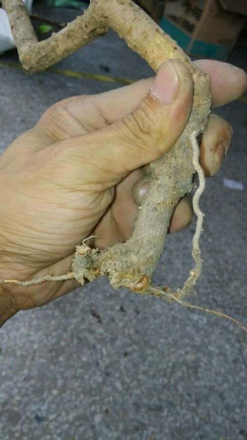 福建茶暴力牙签下山桩