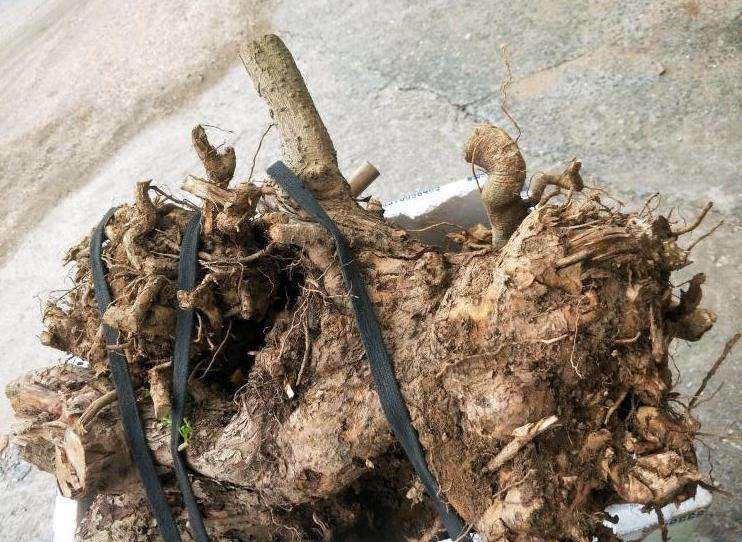 搞了3个福建茶下山桩回来