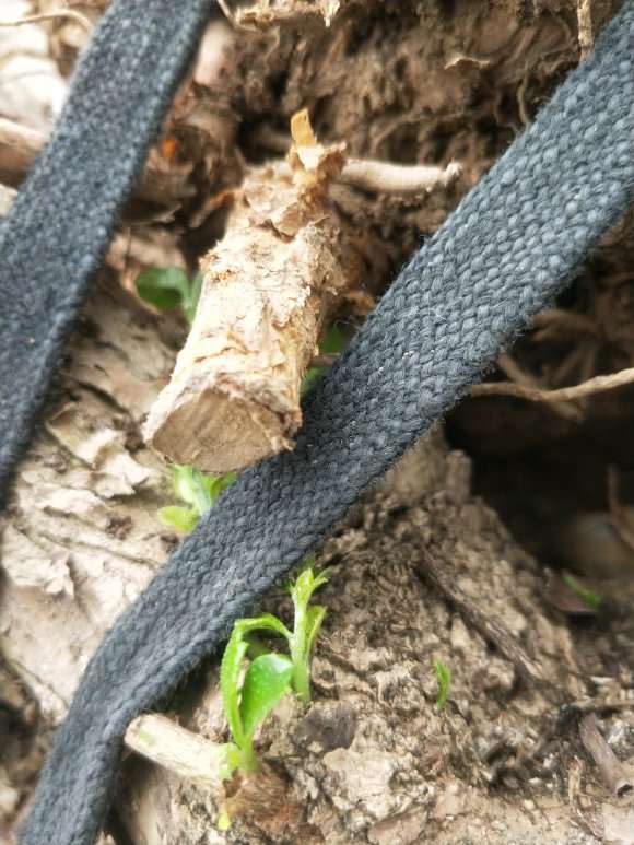 搞了3个福建茶下山桩回来