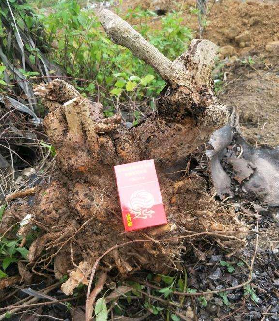 搞了3个福建茶下山桩回来