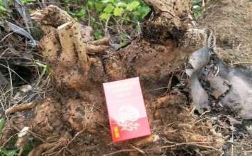 搞了3个福建茶下山桩回来 不知是否小叶