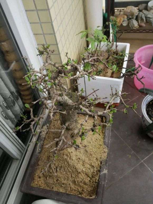 刚救回来的福建茶下山桩 晒下芽头