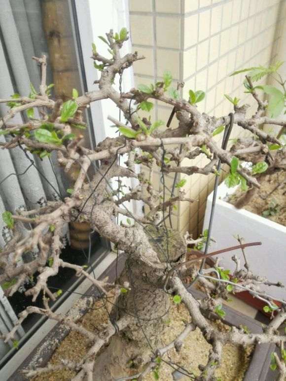 刚救回来的福建茶下山桩 晒下芽头