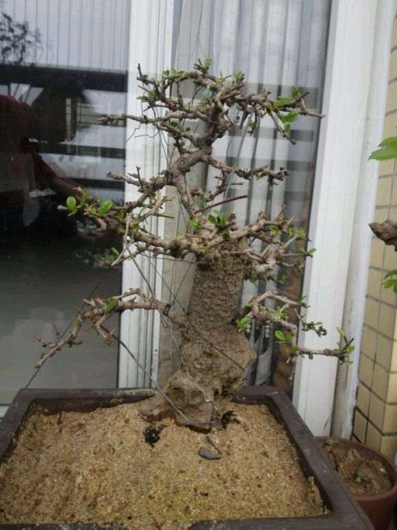 刚救回来的福建茶下山桩 晒下芽头