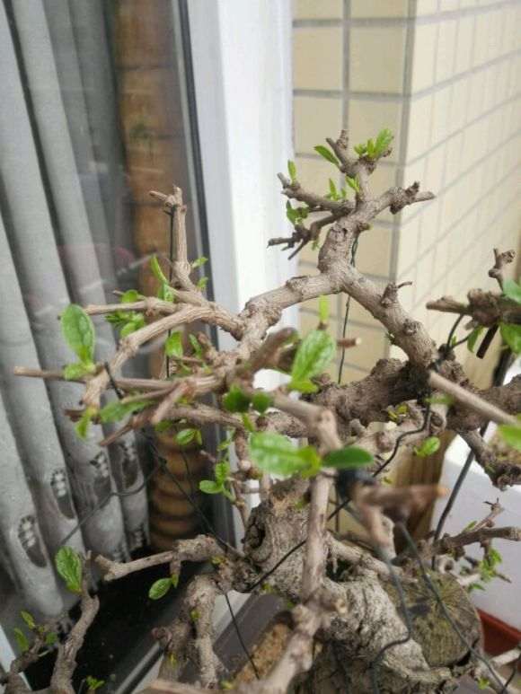 刚救回来的福建茶下山桩 晒下芽头