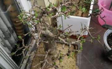 刚救回来的福建茶下山桩 晒下芽头