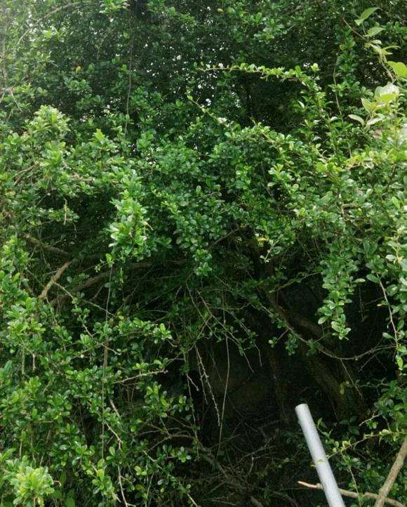 这么大的福建茶下山桩 现在能挖