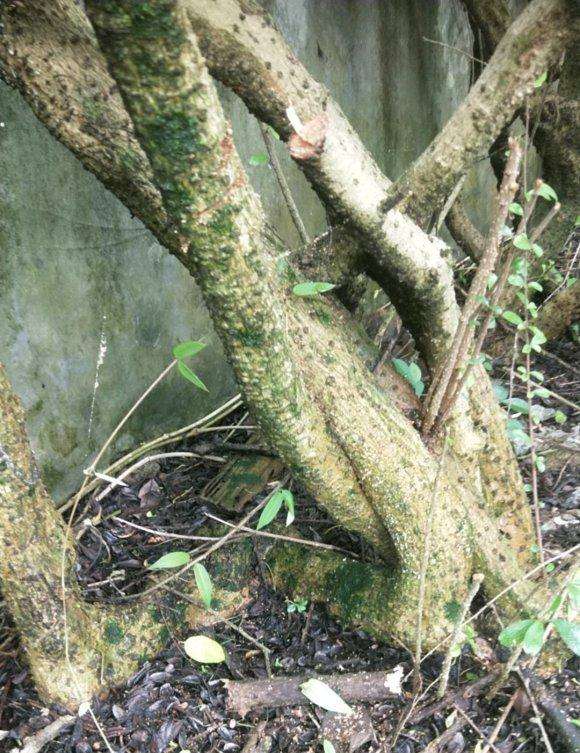 这么大的福建茶下山桩 现在能挖