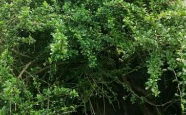 这么大的福建茶下山桩 现在能挖