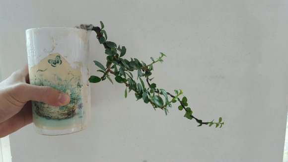 昨天绑了个福建茶小下山桩